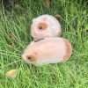 Goodsright Decor 5 Inches Reborn Baby Dolls Full Body Silicone Mini Baby Hamster Reborn Baby Hamster Cute Mini Realistic Silicone Hamster Animals Doll